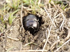 Lethrus apterus