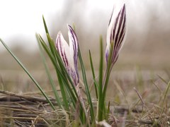 Crocus reticulatus