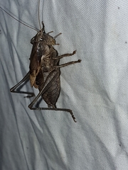 Atlanticus testaceus