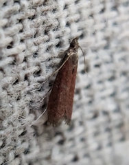 Varneria postremella