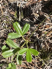 Sibbaldiopsis