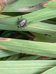 Poecilocoris druraei