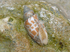 Mitra stictica