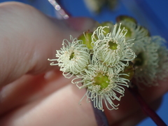 Eucalyptus pendens