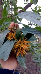 Cestrum lorentzianum