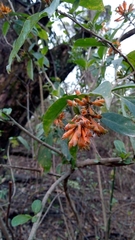 Cestrum lorentzianum