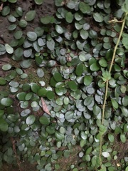 Lemmaphyllum microphyllum