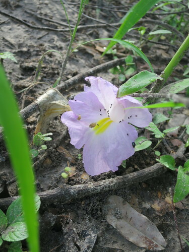 Siphonochilus aethiopicus, photograph 5