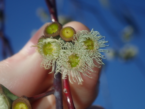 Image of Eucalyptus pendens by (c) Thomas Mesaglio, some rights reserved (CC BY)