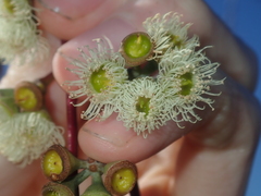 Eucalyptus pendens