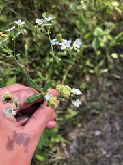 Aculops euphorbicolus