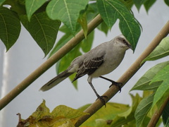 Mimus gilvus