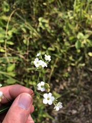 Aculops euphorbicolus