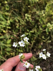 Aculops euphorbicolus