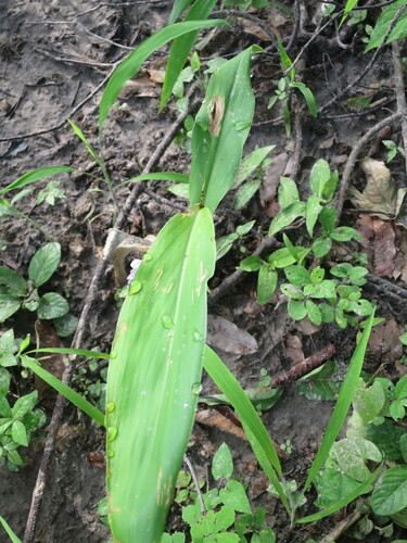 Siphonochilus aethiopicus, photograph 6