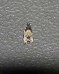 Olethreutes griseoalbana