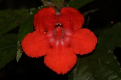 Nautilocalyx