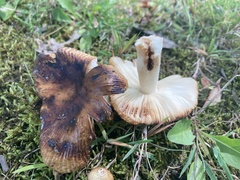 Russula pectinatoides
