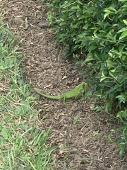 Bronchocela jubata