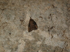 Hypena humuli