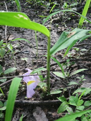 Siphonochilus aethiopicus