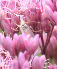 Crambus girardellus