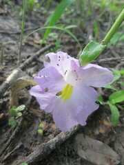 Siphonochilus aethiopicus