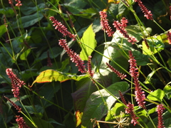 Bistorta amplexicaulis