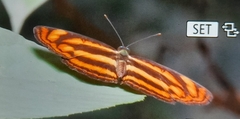 Lasippa tiga siaka