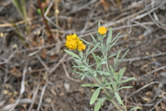 Picradeniopsis oppositifolia