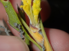 Synaphea spinulosa