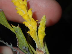 Synaphea spinulosa
