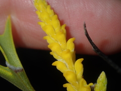 Synaphea spinulosa