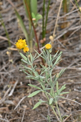 Picradeniopsis oppositifolia
