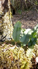 Microgramma squamulosa