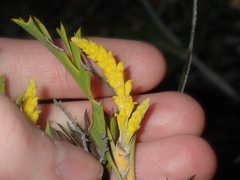 Synaphea spinulosa