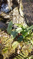 Microgramma squamulosa