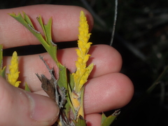 Synaphea spinulosa