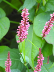 Bistorta amplexicaulis