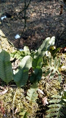 Microgramma squamulosa