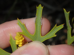 Synaphea spinulosa
