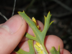 Synaphea spinulosa