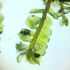 Liochlaena lanceolata