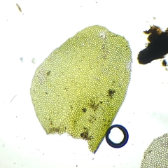 Liochlaena lanceolata