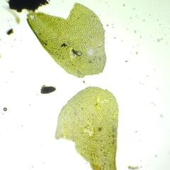 Liochlaena lanceolata