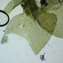 Liochlaena lanceolata