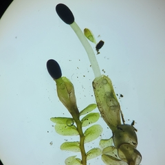 Liochlaena lanceolata