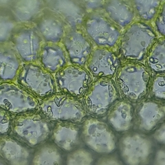 Liochlaena lanceolata