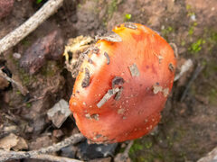 Cortinarius erythraeus