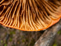 Cortinarius erythraeus